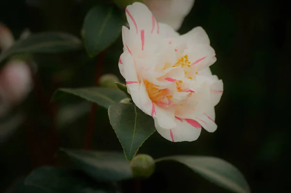 정원에 있는 장미 — 스톡 사진