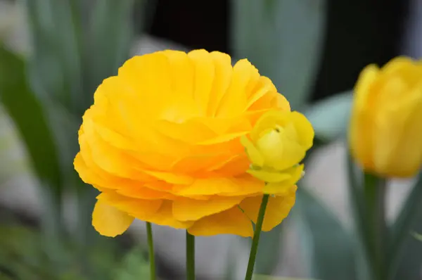 Un Ranunculus amarillo — Foto de Stock