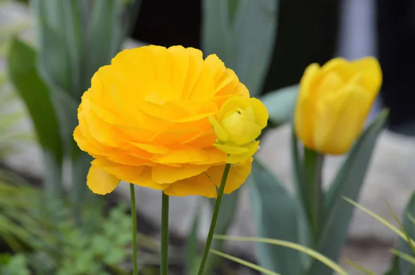 Un Ranunculus amarillo — Foto de Stock