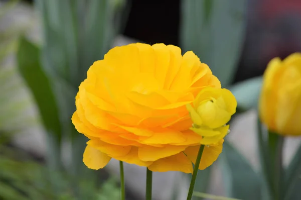 Un Ranunculus amarillo — Foto de Stock