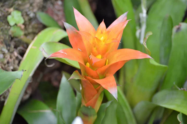 Une plante broméliacée — Photo