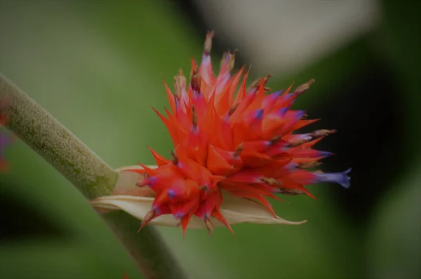 Bromeliad a kertben — Stock Fotó