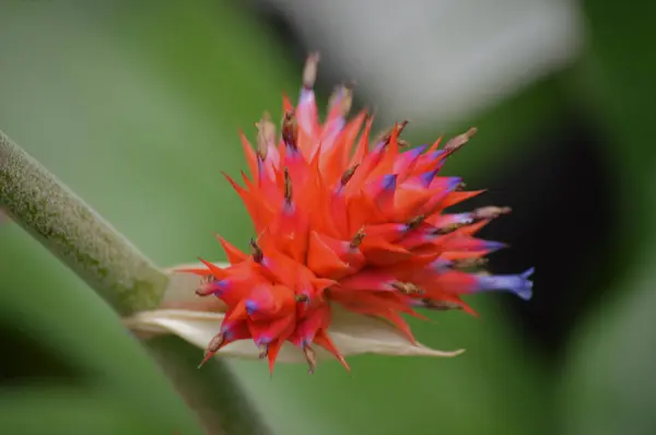 Bromelia in de tuin — Stockfoto