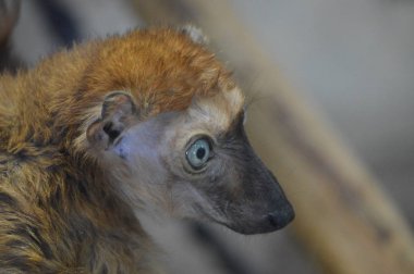 Mavi gözlü lemur