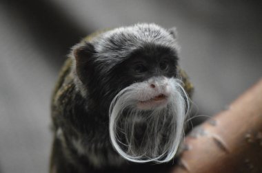 Emperor Tamarin