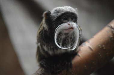 Emperor Tamarin