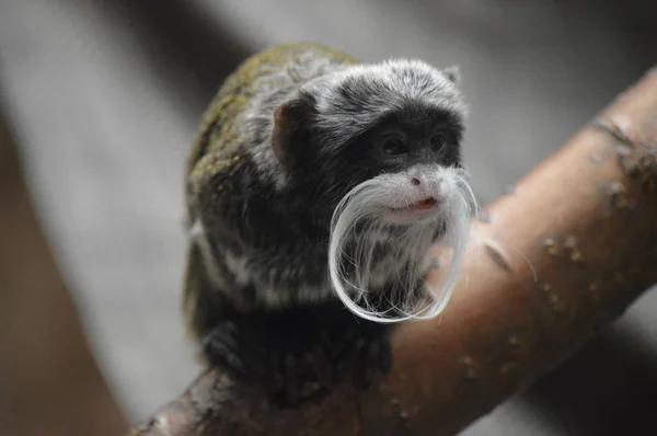 Un emperador Tamarin — Foto de Stock