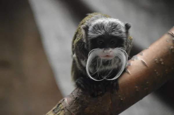 An Emperor Tamarin — Stock Photo, Image