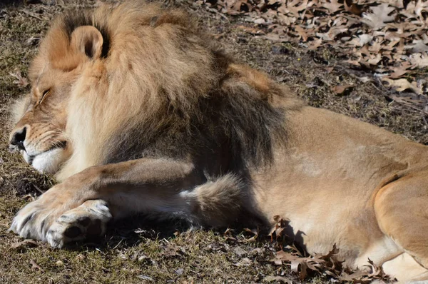 Un león macho — Foto de Stock