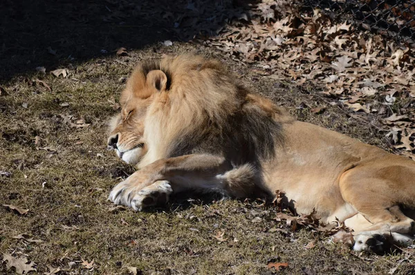 Un león macho —  Fotos de Stock