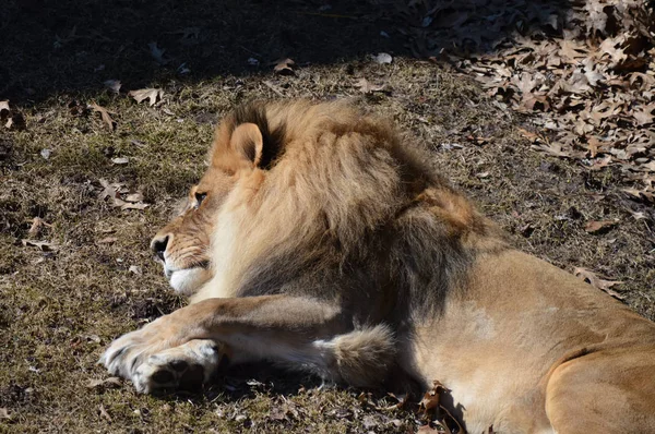 Un león macho —  Fotos de Stock