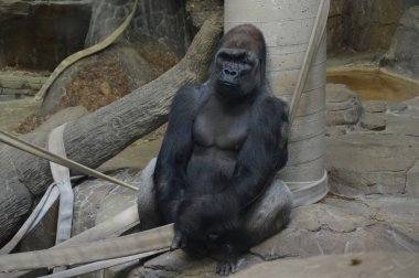 Bir gorile yaklaş.