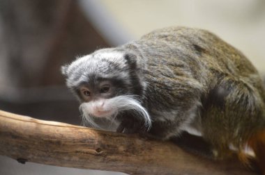 Emperor Tamarin