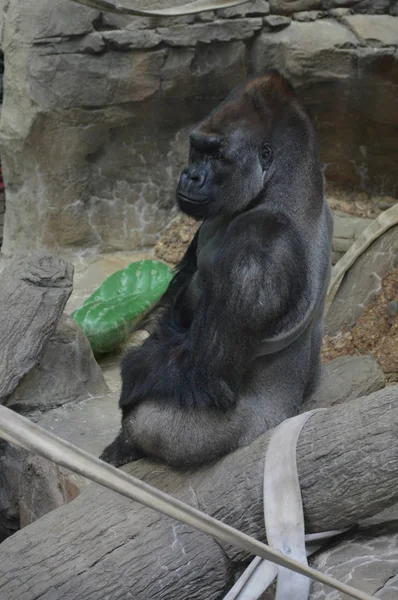 Nahaufnahme eines Gorillas — Stockfoto