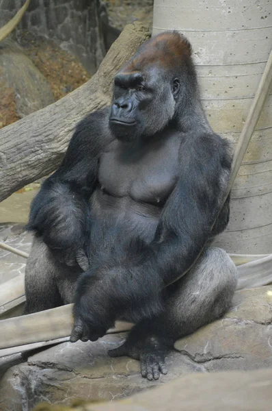 Primer plano de un gorila — Foto de Stock