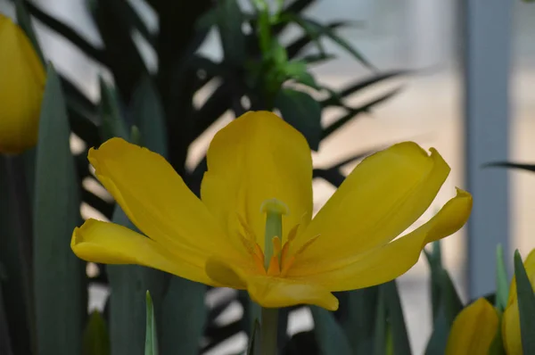 Tulipán en el jardín — Foto de Stock