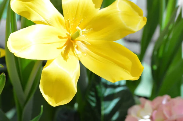 Tulipán en el jardín —  Fotos de Stock