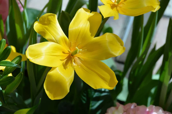 Tulipán en el jardín — Foto de Stock
