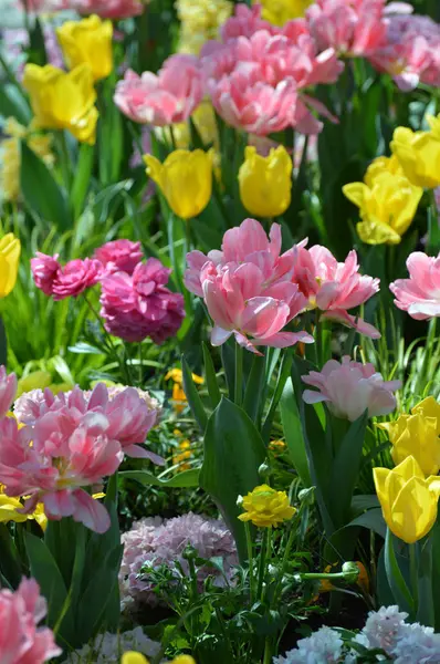 Tulipa no jardim — Fotografia de Stock