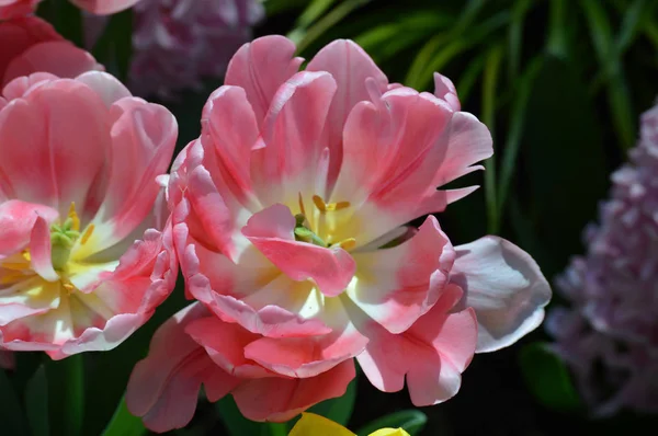 Tulip in the Garden — Stock Photo, Image