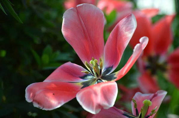 Tulipán en el jardín —  Fotos de Stock