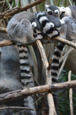 Halka Kuyruklu Lemur