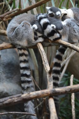 Halka Kuyruklu Lemur