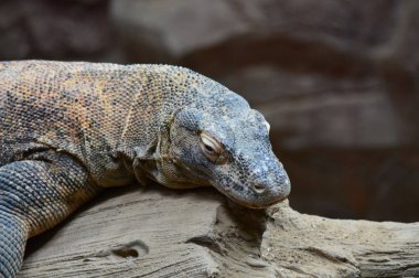 bir komodo ejderi