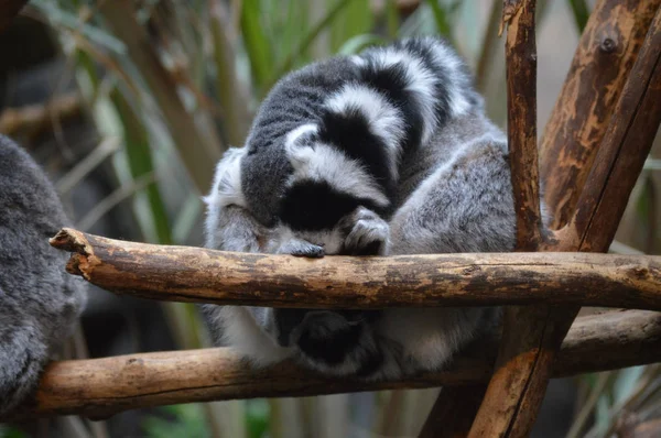 Ringstjärt Lemur — Stockfoto