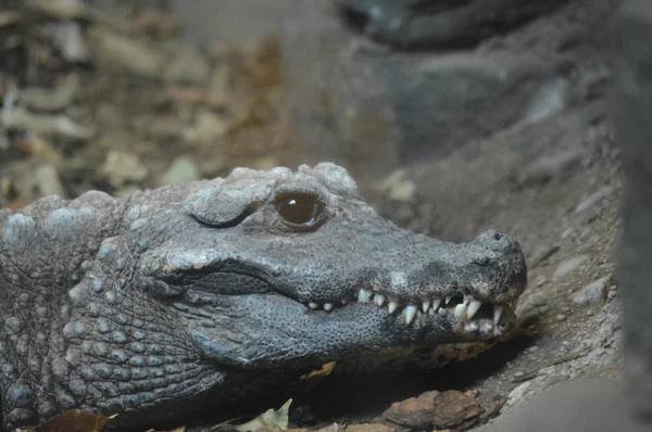 Un crocodile nain — Photo