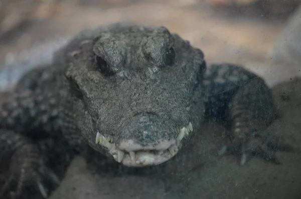 Тупорилий Крокодил — стокове фото