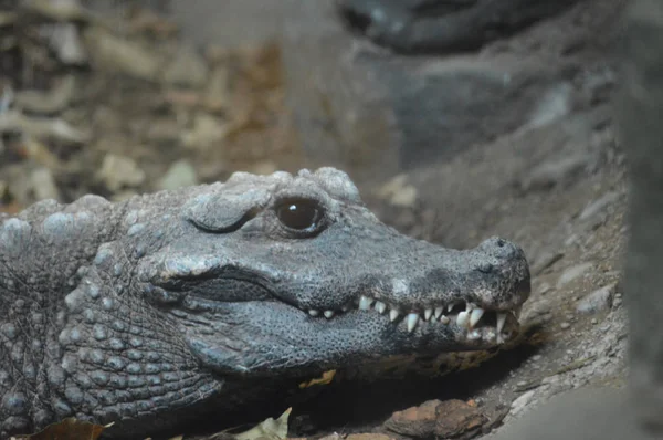 Um crocodilo anão — Fotografia de Stock