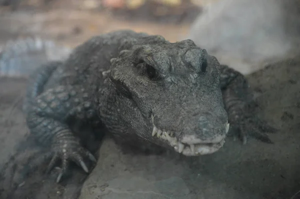 Um crocodilo anão — Fotografia de Stock