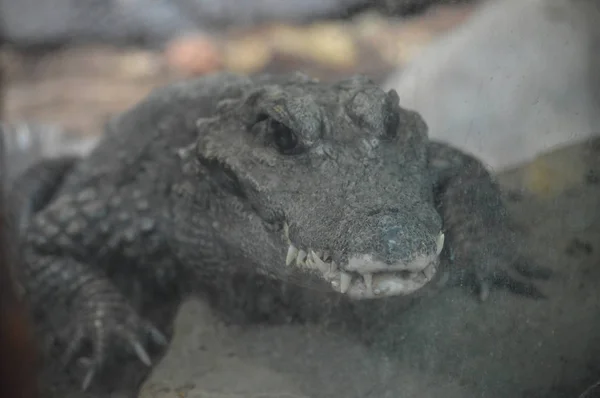 Ein Zwergkrokodil — Stockfoto