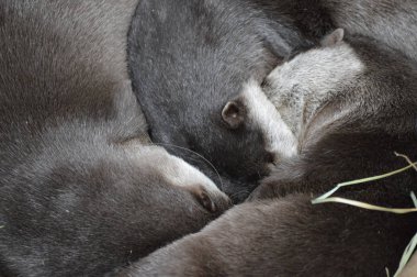 Nehir su samuru uyku