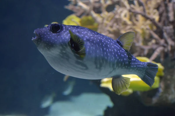 Pesce tropicale grigio — Foto Stock