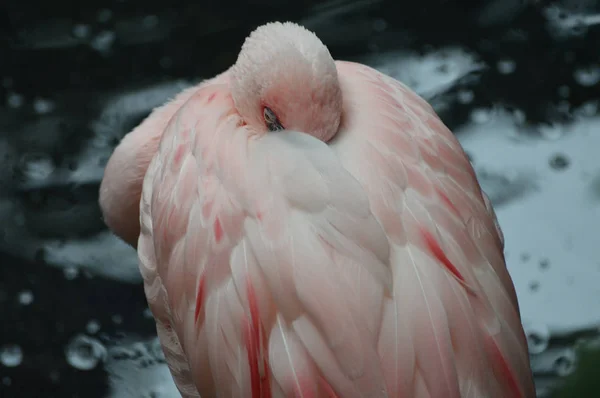 Flamingo в воде — стоковое фото