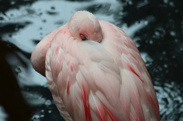 Suda flamingo — Stok fotoğraf