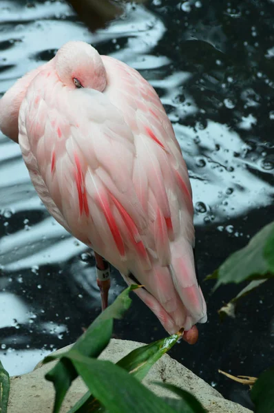 Flamingo na água — Fotografia de Stock