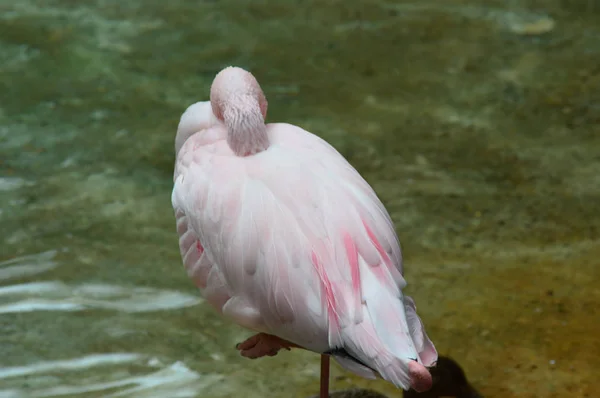 Flamingo na água — Fotografia de Stock