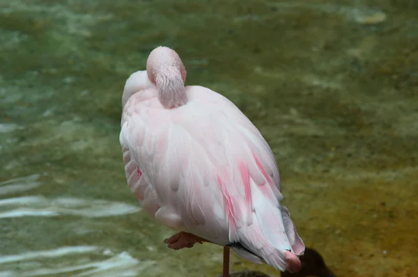 Suda flamingo — Stok fotoğraf