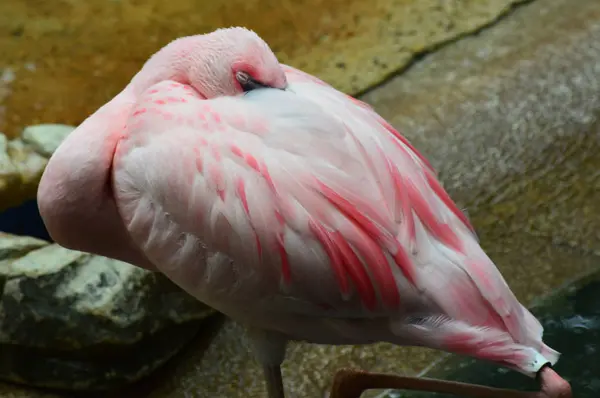 水の中のフラミンゴは — ストック写真