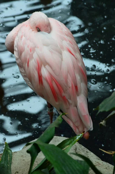 Flamingo im Wasser — Stockfoto