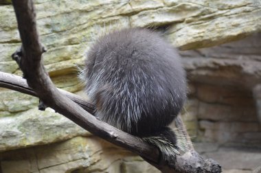 Kirpi bir brach üzerinde