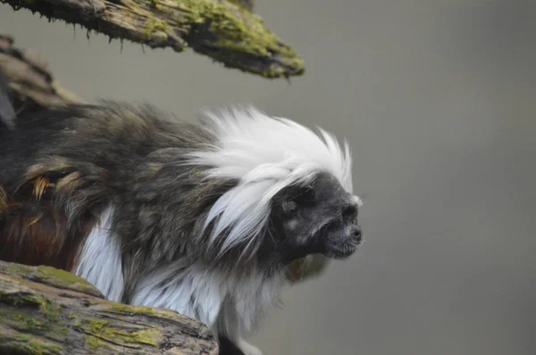 Cotton Top Tamarin — Stock Photo, Image