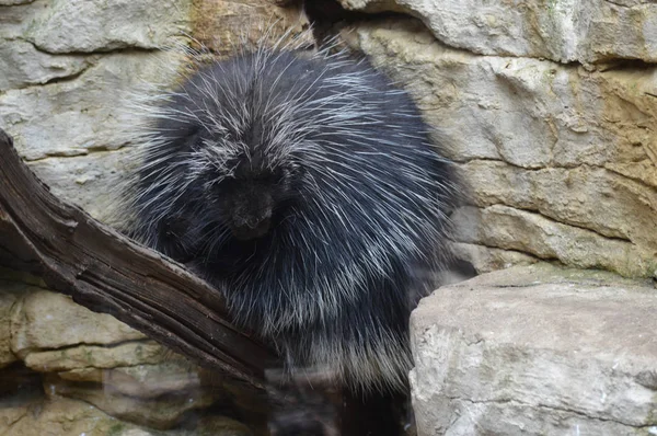 Porcupine på en brach — Stockfoto