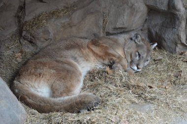 Bir puma 'ya yakın.