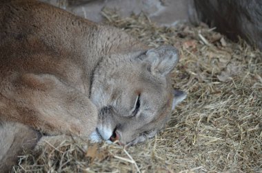 Bir puma 'ya yakın.