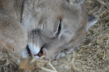 Bir puma 'ya yakın.