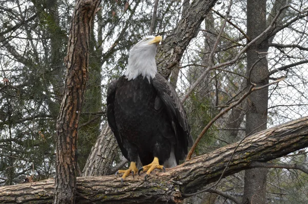 Ein Weißkopfseeadler — Stockfoto